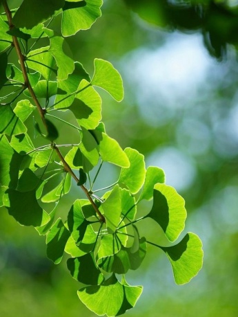 清新好看的银杏树图片