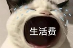 猫咪要生活费表情包