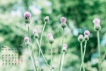 2022年4月樹葉花草護眼桌麵日曆壁紙
