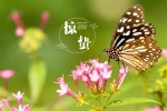 Twenty-four solar terms: Awakening of Insect pictures desktop wallpaper