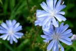 HD wild chicory pictures desktop wallpaper