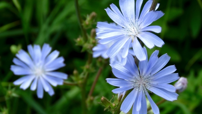 高清野生菊苣图片桌面壁纸