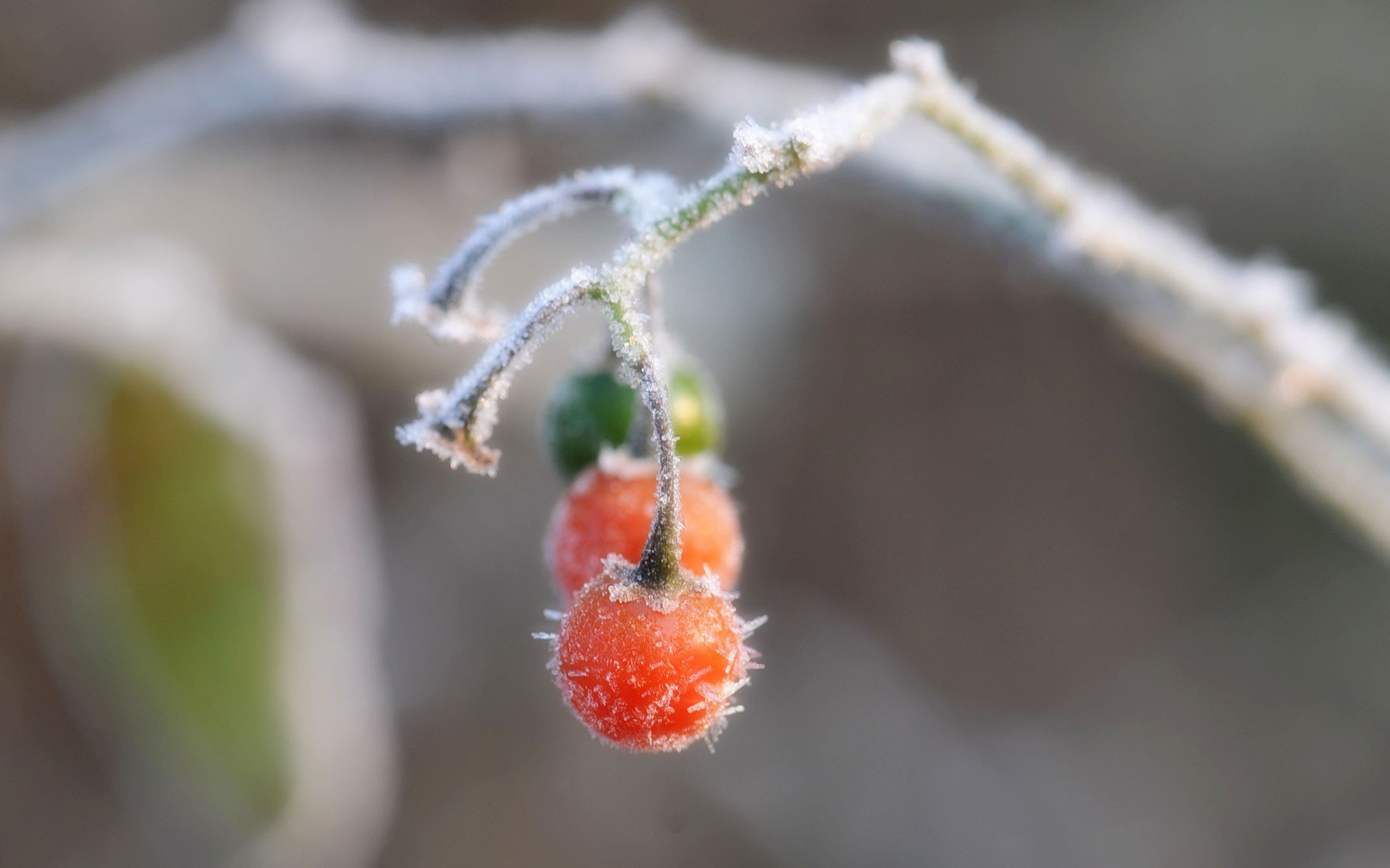 Frost Festival pictures HD desktop wallpaper