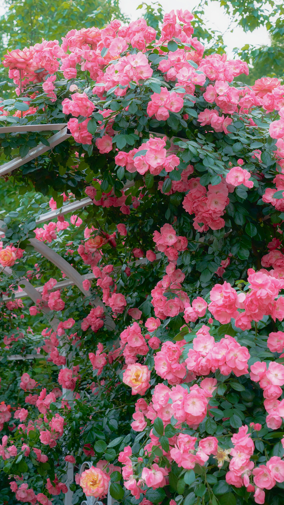 鲜艳的玫瑰花图片手机壁纸