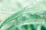 2022年4月樹葉花草護眼桌麵日曆壁紙