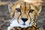 Fierce cheetah pictures