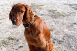 Lively Irish Setter Pictures