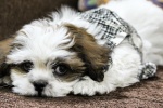 Shih Tzu dog pictures desktop wallpaper