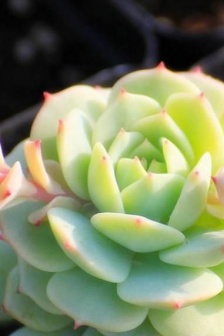 Jingye succulent pictures