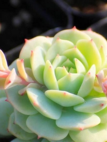 Jingye succulent pictures