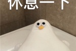 oddy magic seagull WeChat chat expression pack