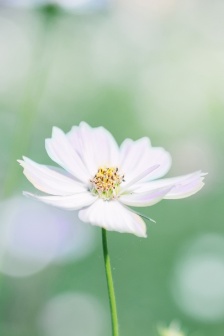 Fresh eye-protecting flowers and plants mobile wallpaper