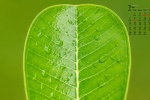 2022年3月绿色植物护眼高清日历壁纸