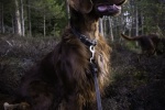 Lively Irish Setter Pictures
