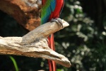 Colorful macaw pictures