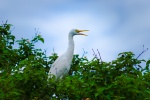 Great egret with snow-white feathers picture wallpaper
