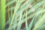 Fresh and eye-protecting scenery wallpaper of the cold dew solar term