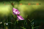 May 2022 field bindweed picture desktop calendar wallpaper