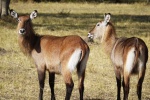 Waterbuck material picture desktop wallpaper