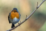 Robin on a branch picture