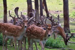 Cute red deer pictures