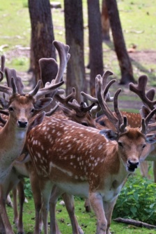 可愛的紅鹿圖片