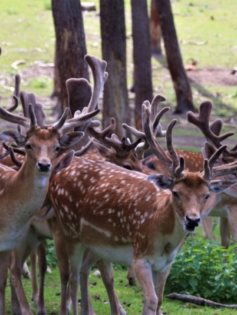 Cute red deer pictures