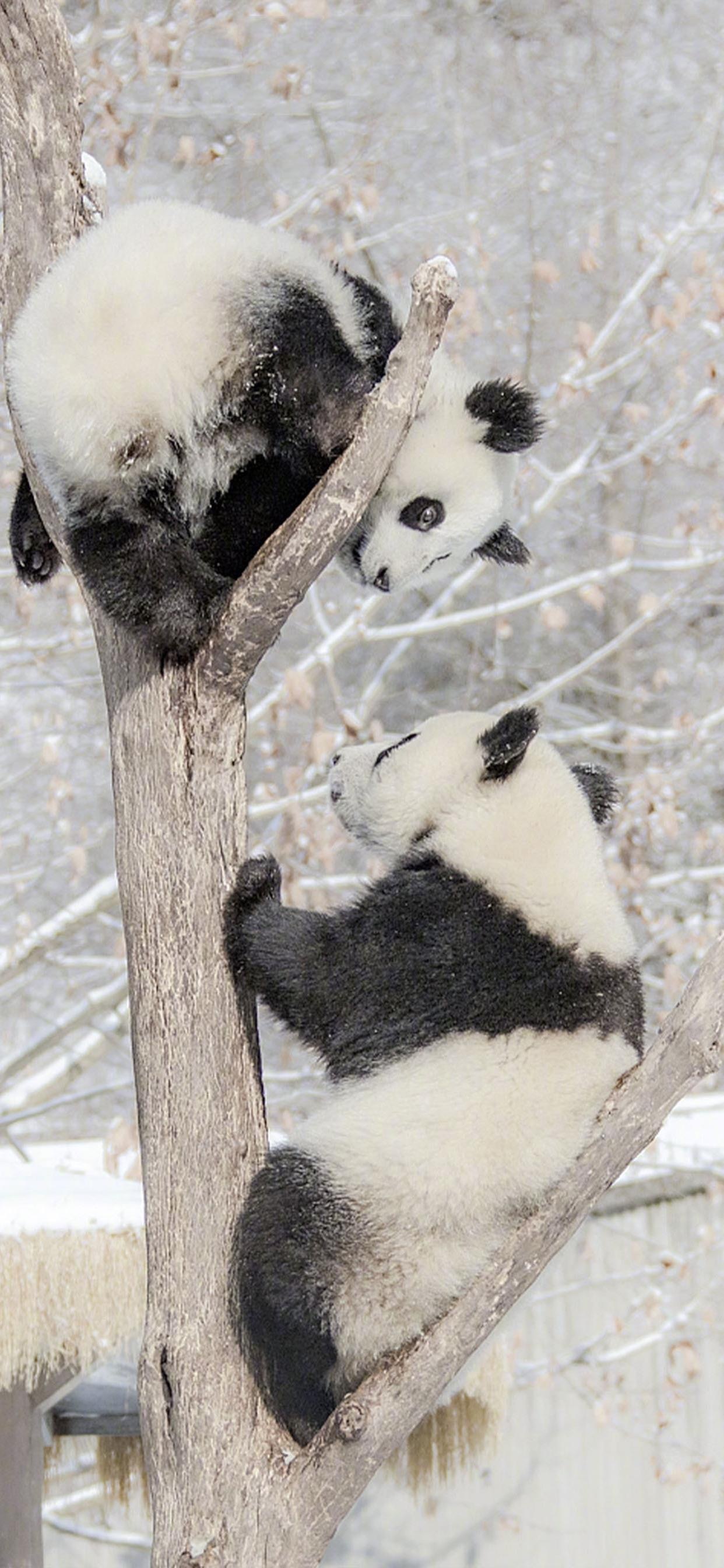 大熊猫雪地嬉戏手机壁纸