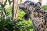 Fierce snow leopard pictures