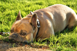 Medium sized dog bulldog pictures