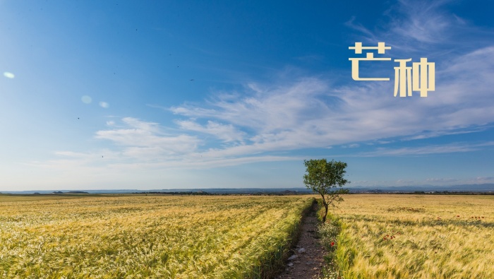 二十四节气芒种图片桌面壁纸