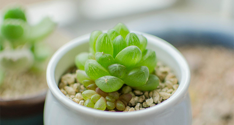 Succulent pictures