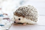 Super cute little hedgehog picture material HD desktop wallpaper