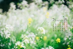 July 2021 flowers and green plants eye protection desktop calendar wallpaper