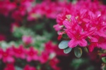 Rhododendron pictures desktop wallpaper
