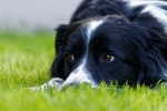 border collie pictures