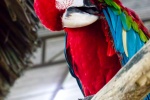 Colorful macaw pictures