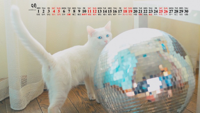 2021年9月可愛動物貓咪桌麵日曆壁紙