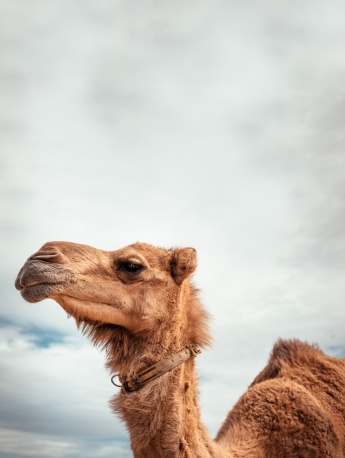 沙漠之舟駱駝圖片