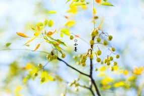 二十四节气小暑壁纸图片