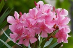 HD Oleander Pictures Desktop Wallpaper
