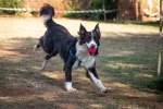 border collie pictures