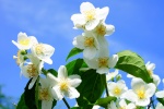 White jasmine pictures desktop wallpaper