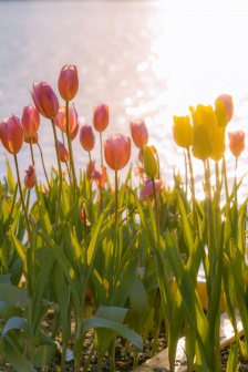 Tulips by the water mobile wallpaper pictures