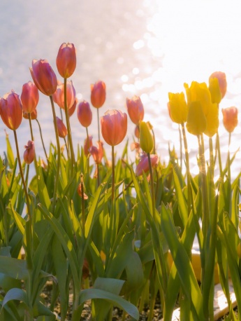 Tulips by the water mobile wallpaper pictures