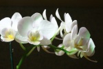 Phalaenopsis pictures desktop wallpaper