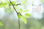 2022年4月夏日草地绿叶护眼桌面日历壁纸