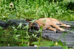 Belgian Malinois Dog Pictures