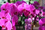 Phalaenopsis pictures desktop wallpaper