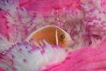 海洋世界水族馆图片桌面壁纸